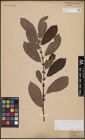Foto von Salix cinerea L.